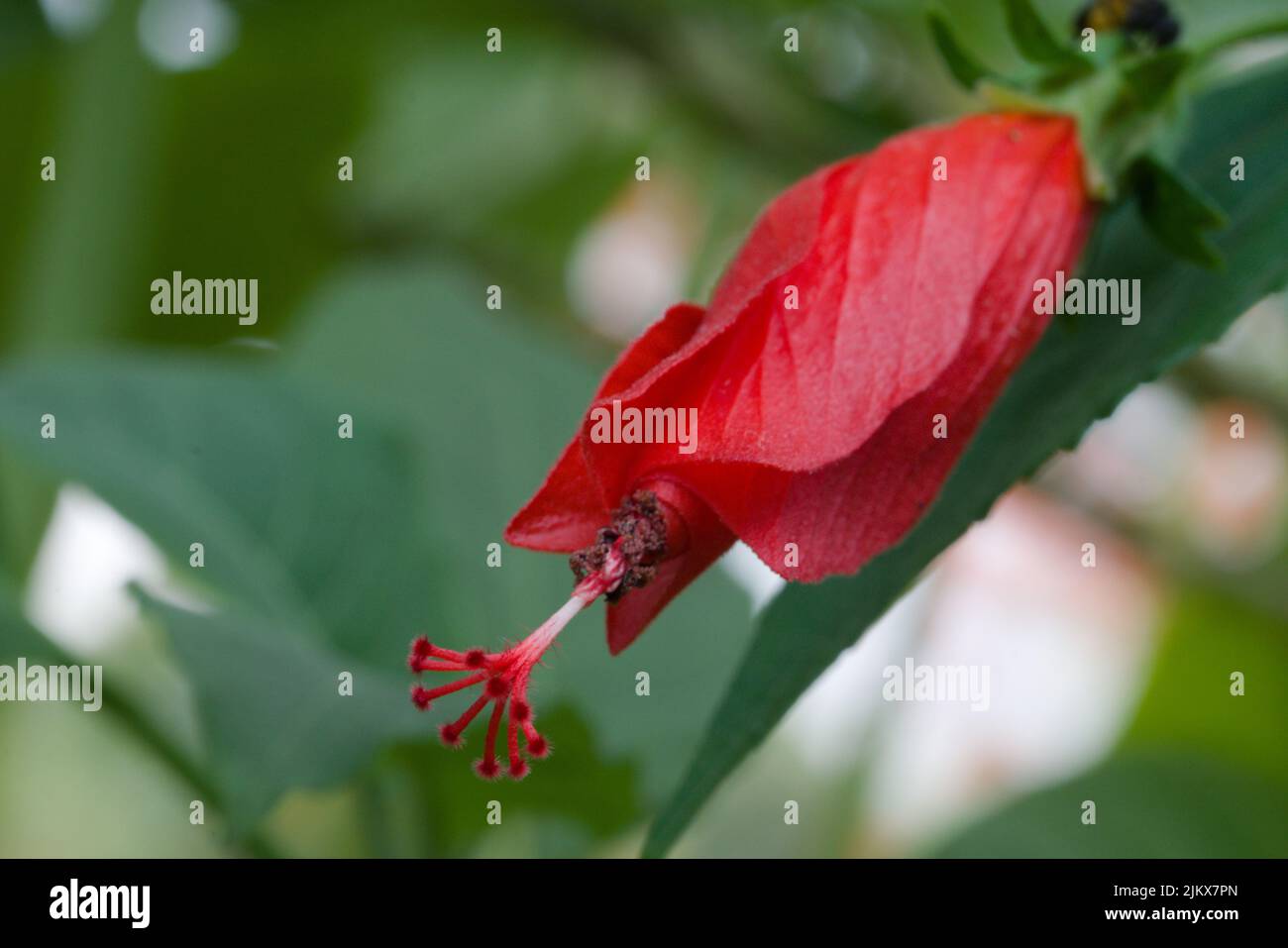 Un gros plan du bourgeon Hibiscus rosa-sinensis, connu sous le nom d'hibiscus chinois, s'est levé en Chine. Banque D'Images Un gros plan du bourgeon Hibiscus rosa-sinensis, connu sous le nom d'hibiscus chinois, s'est levé en Chine. Banque D'Images
