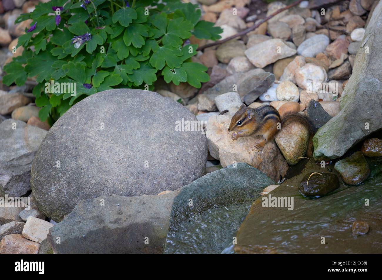 Collations de Chipmunk sur les semences dans l'arrière-cour à côté d'un élément d'eau Banque D'Images