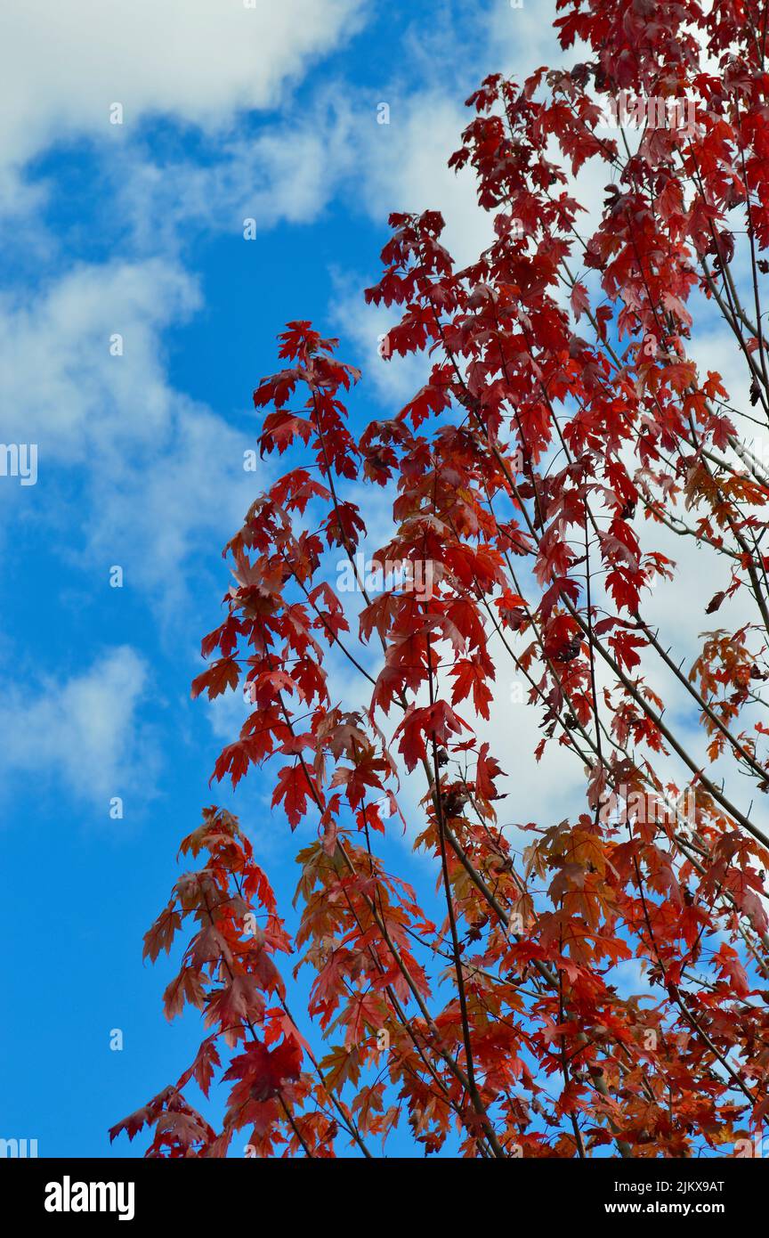 Feuilles d'automne montrant de la couleur à Lawson dans les Blue Mountains d'Australie Banque D'Images