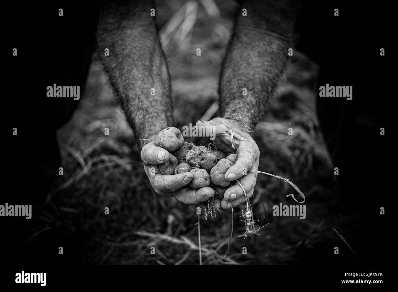 Récolte de la pomme de terre canarienne connue sous le nom de papa bonita à Icod El Alto Banque D'Images