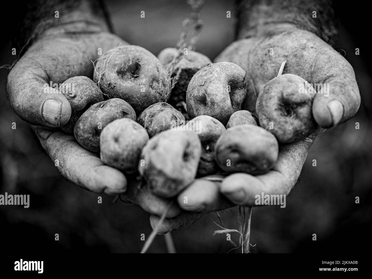 Récolte de la pomme de terre canarienne connue sous le nom de papa bonita à Icod El Alto Banque D'Images