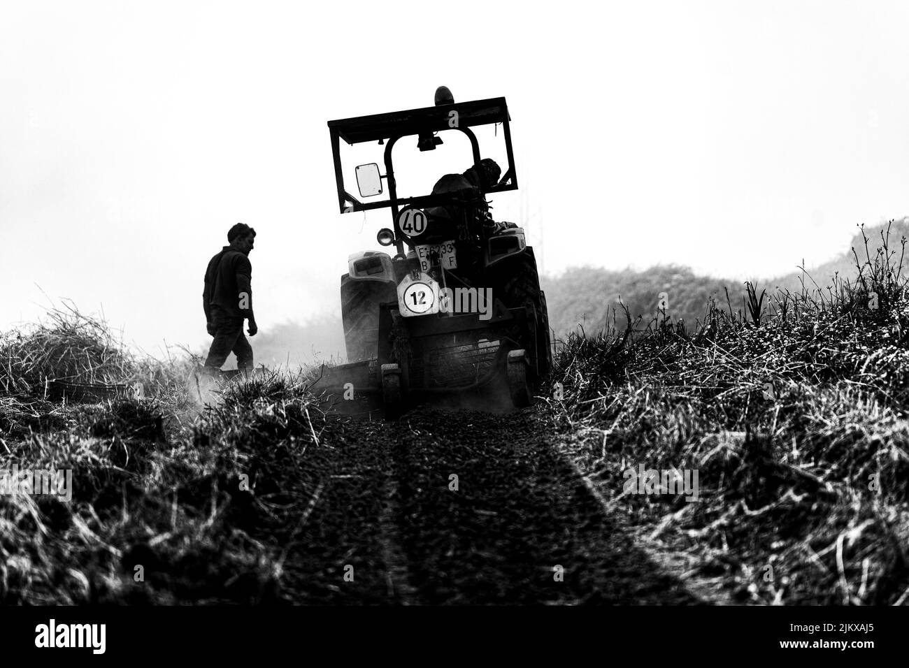 Récolte de la pomme de terre canarienne connue sous le nom de papa bonita à Icod El Alto Banque D'Images