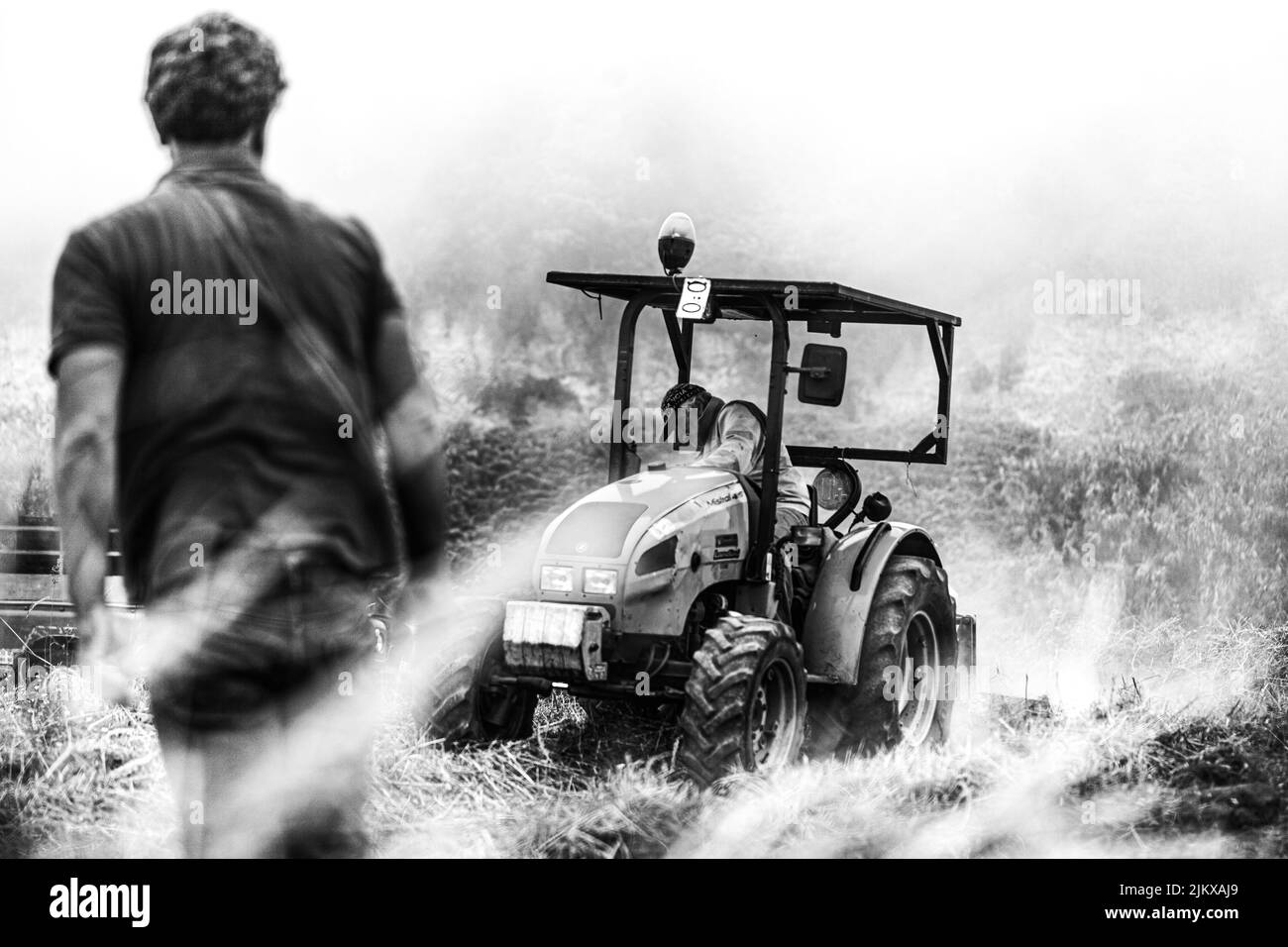 Récolte de la pomme de terre canarienne connue sous le nom de papa bonita à Icod El Alto Banque D'Images