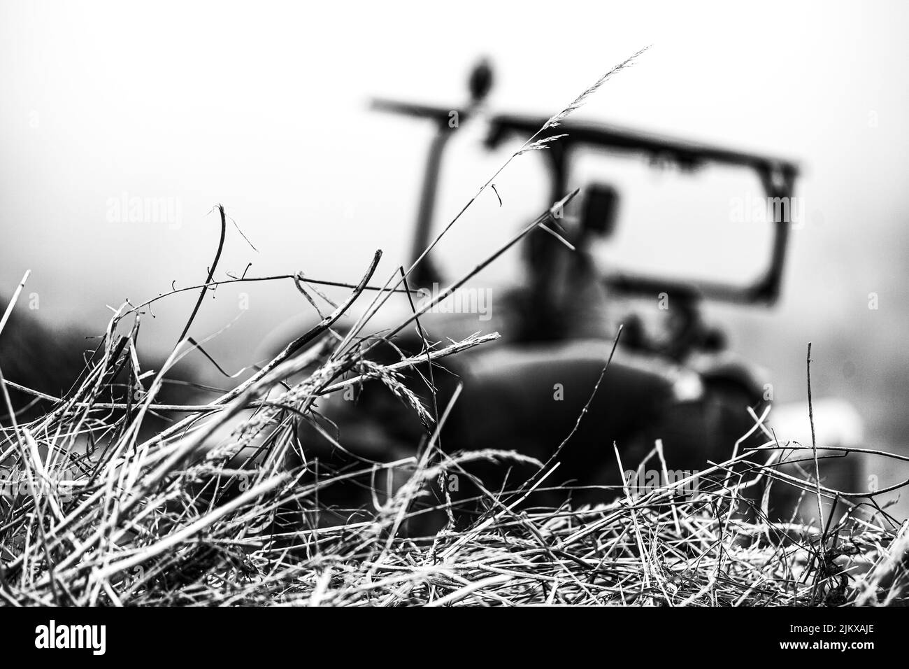 Récolte de la pomme de terre canarienne connue sous le nom de papa bonita à Icod El Alto Banque D'Images