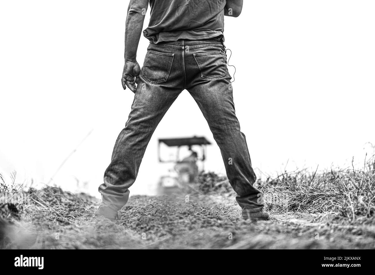 Récolte de la pomme de terre canarienne connue sous le nom de papa bonita à Icod El Alto Banque D'Images