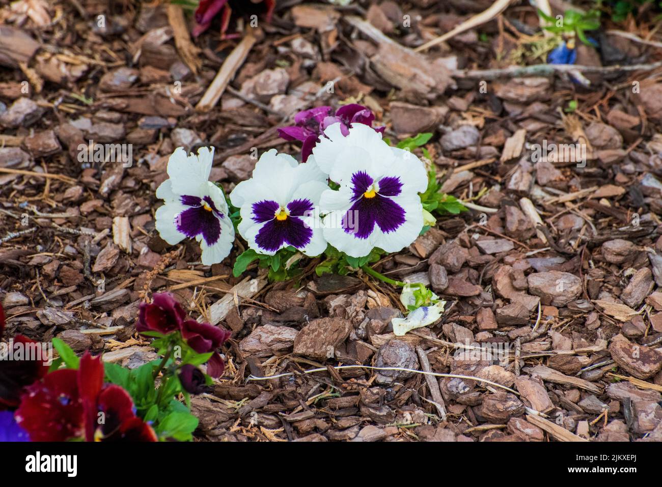 Un gros plan de fleurs d'alto aux jardins botaniques Will Rogers d'Oklahoma City Banque D'Images