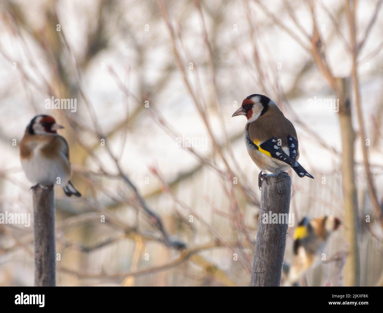Un gros plan des goldfinches européens sur les poteaux en bois. Carduelis carduelis. Banque D'Images