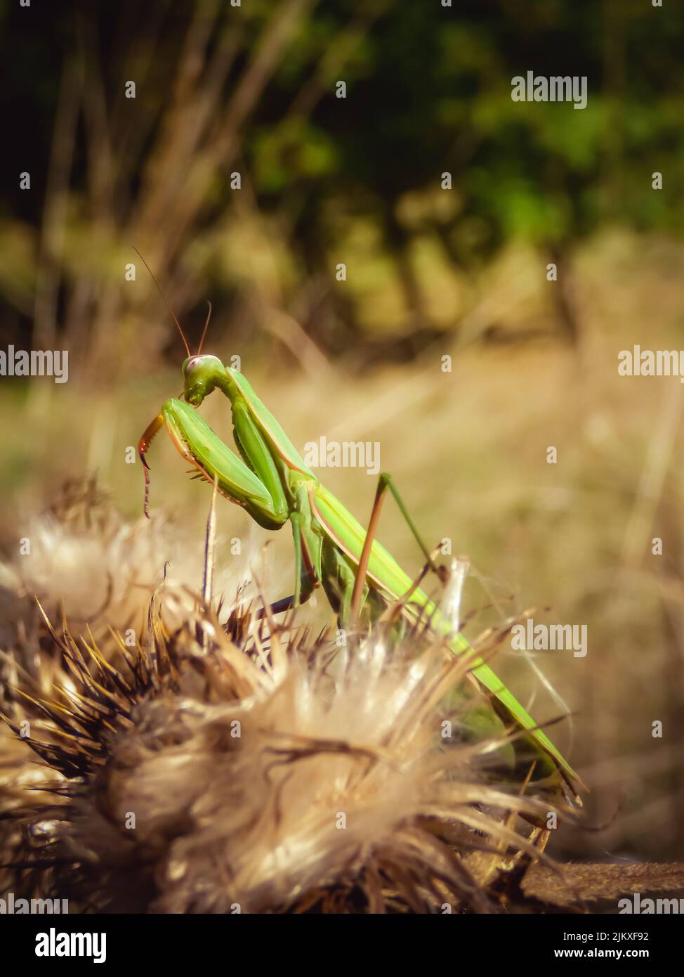 Un gros plan vertical de la mante européenne. Mantis religiosa. Banque D'Images