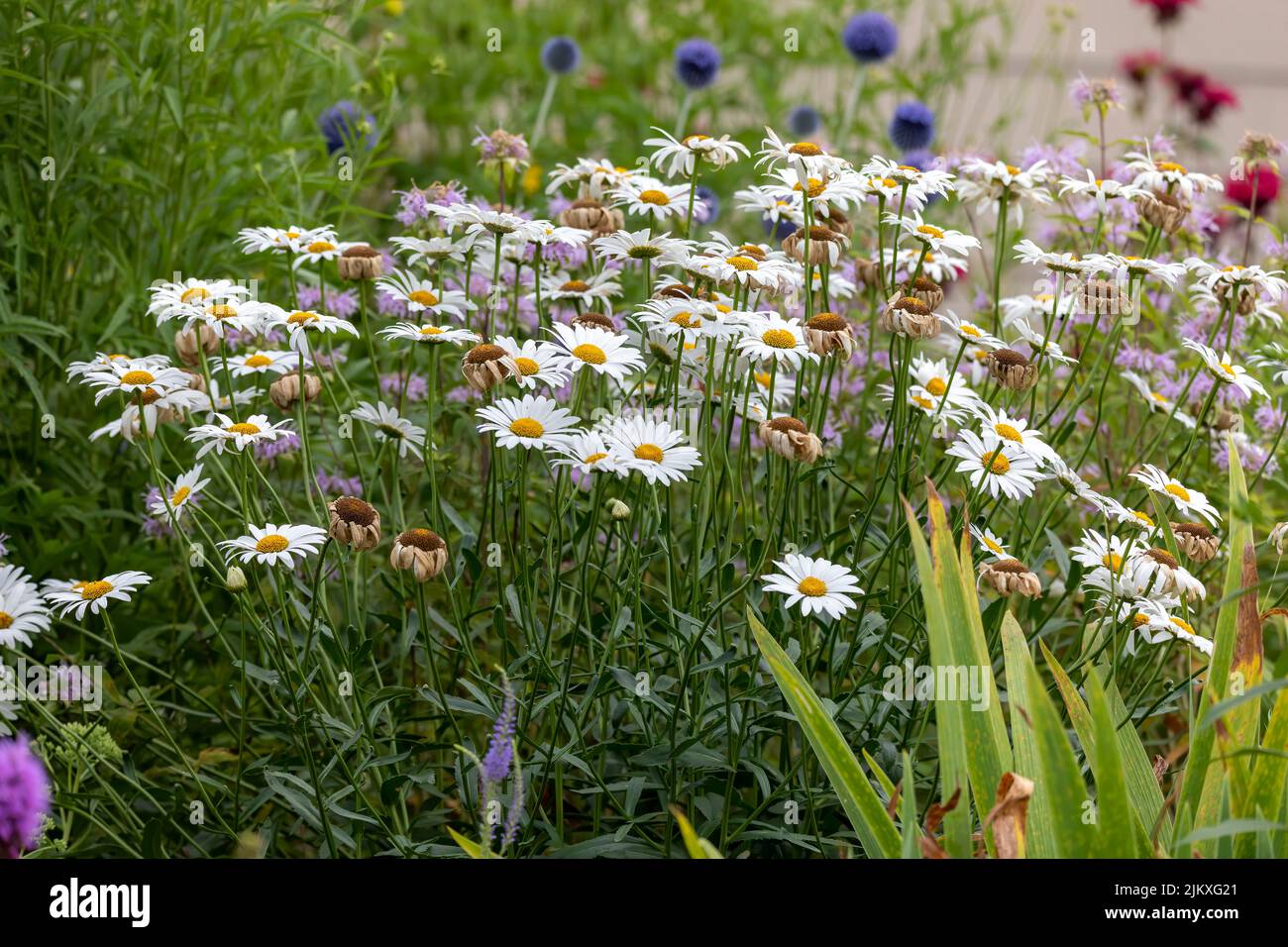 La Marguerite (Bellis perennis). Connu sous le nom de pâquerette commune, pâquerette de pelouse ou pâquerette anglaise. Banque D'Images