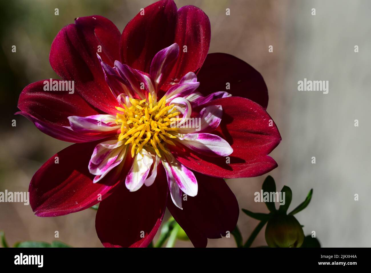 Un gros plan de Dahlia 'la sœur Rouge et blanc', Stamines. Banque D'Images