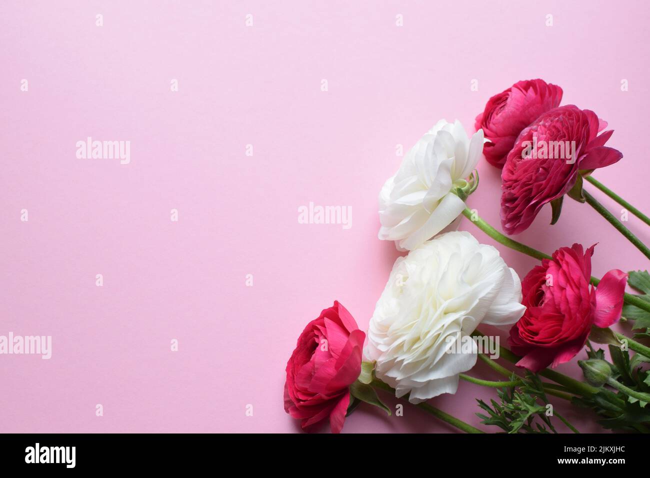 Beau bouquet de fleurs de ranunculus en rose vif et blanc sur fond rose. Fleurs et bourgeons. Fleurs Buttercup. Copier l'espace pour le texte Banque D'Images