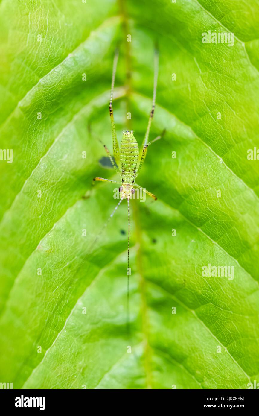Drépanocytose du sud, Phaneroptera nana, sauterelle juvénile sur une feuille Banque D'Images