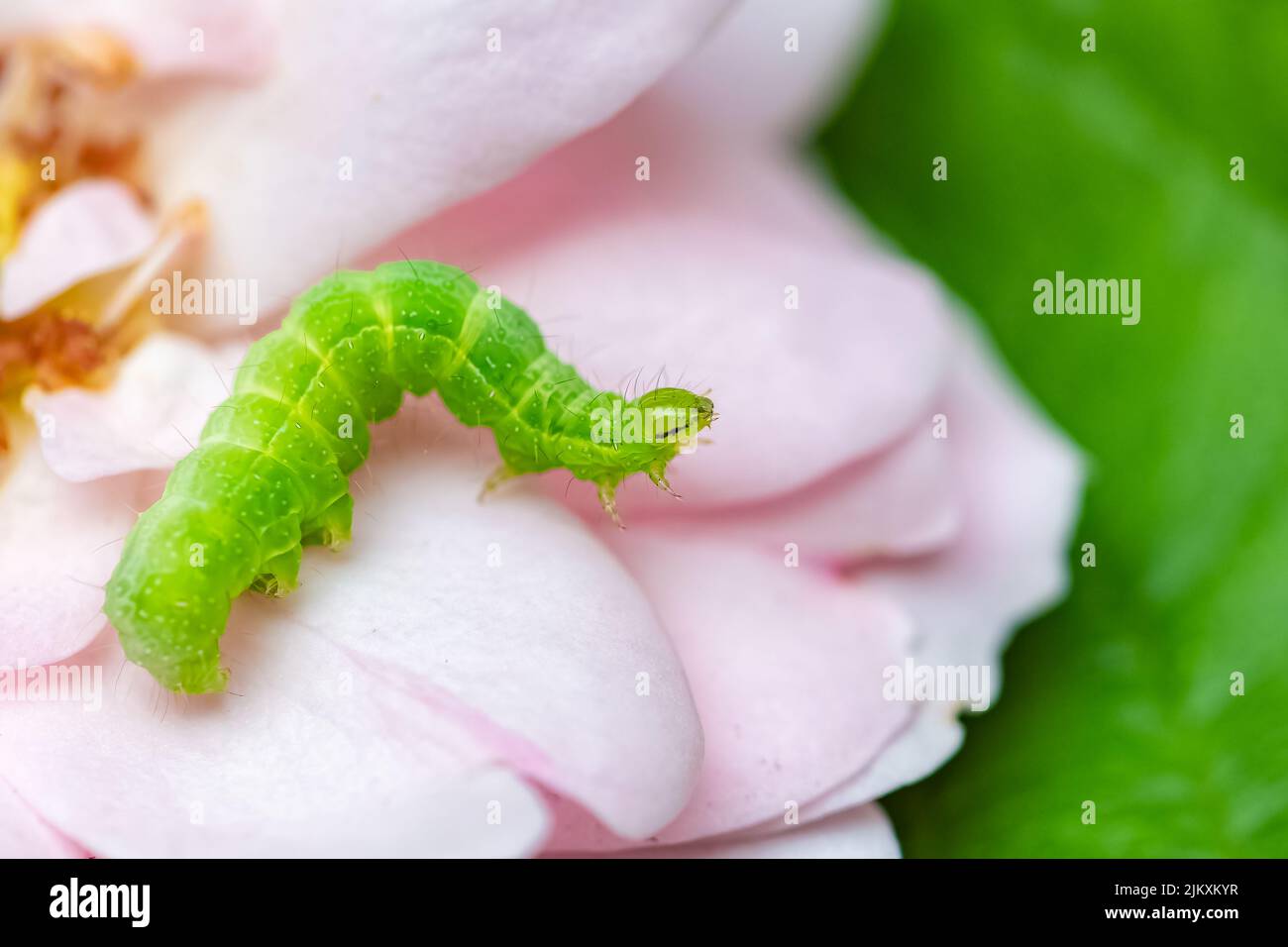 Une chenille verte sur pétales de rose, insecte coloré dans le jardin Banque D'Images