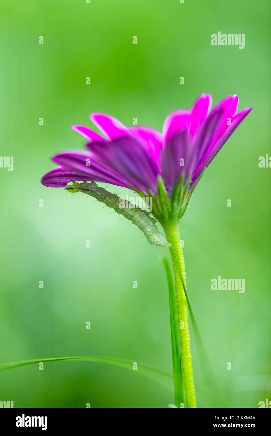 Une chenille verte mangeant une fleur pourpre, insecte coloré dans le jardin Banque D'Images