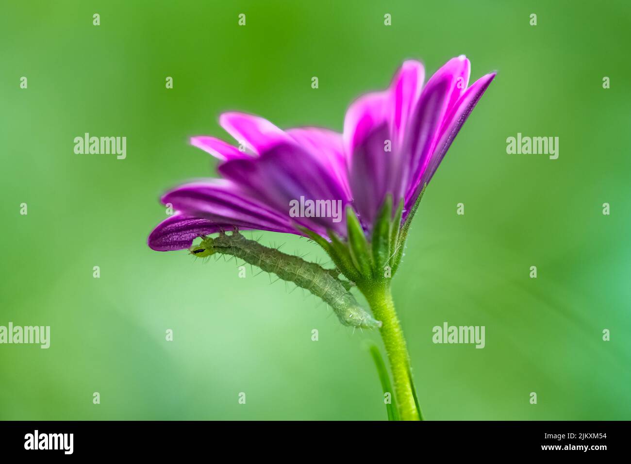 Une chenille verte mangeant une fleur pourpre, insecte coloré dans le jardin Banque D'Images