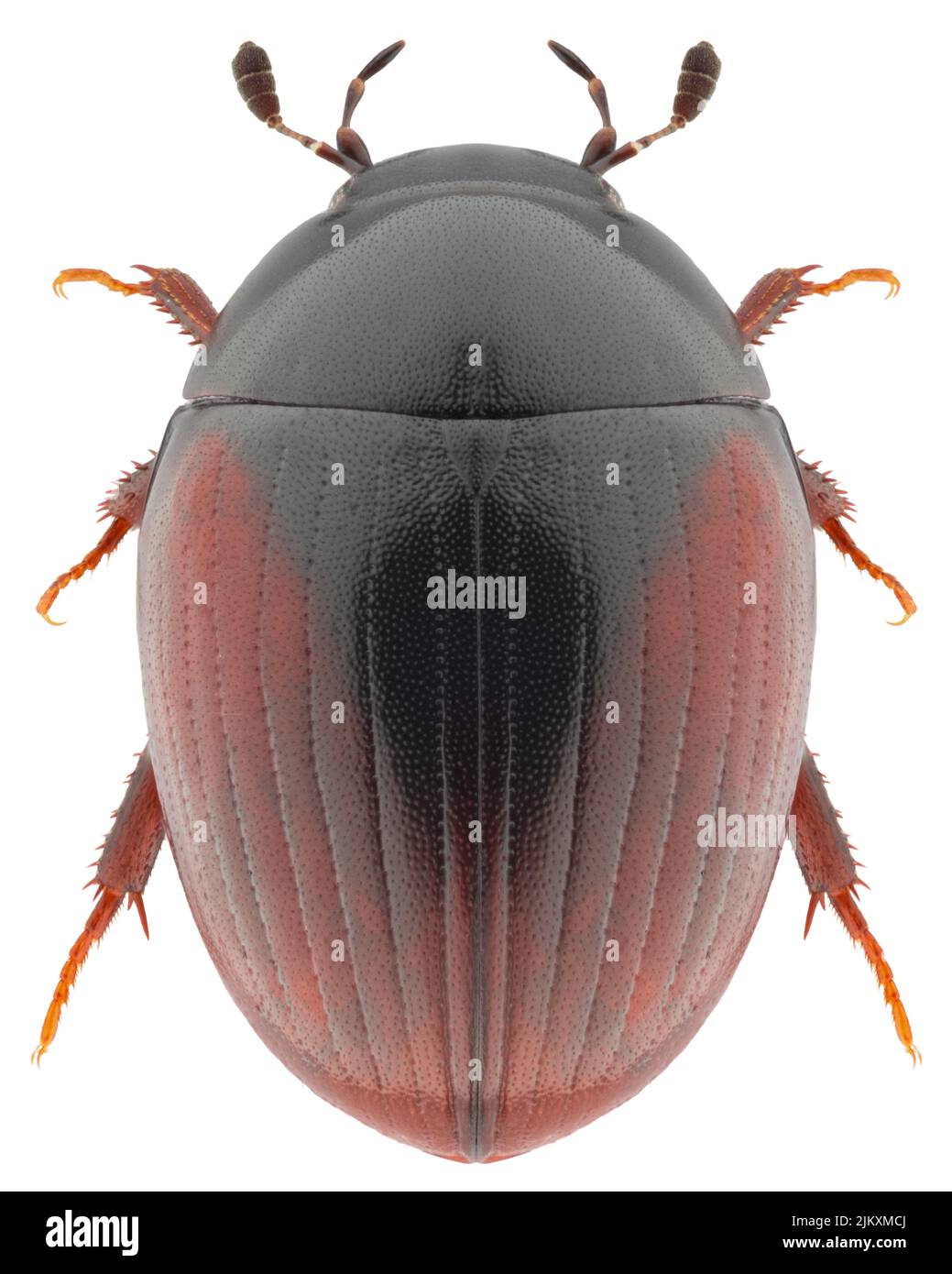 Espèce d'évacuateur d'eau ou de dendroctone Cercyon castaneipennis. Banque D'Images