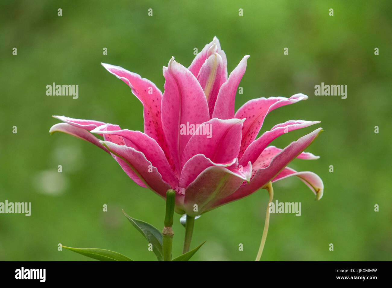 Un gros plan d'une belle fleur rose de Lily qui pousse dans le jardin Banque D'Images