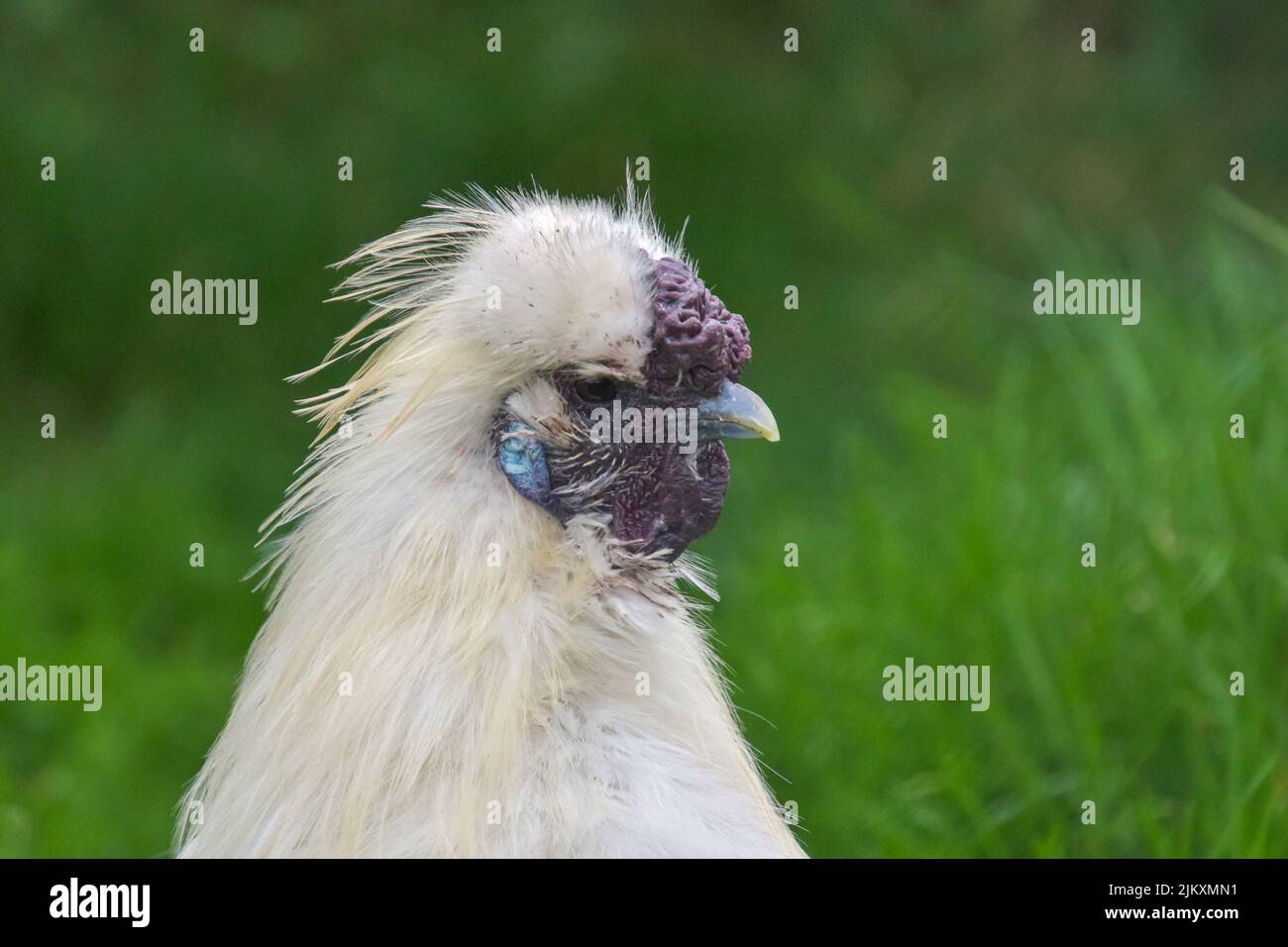 Le poulet moelleux de Pologne avec un écusson blanc sur l'herbe verte Banque D'Images