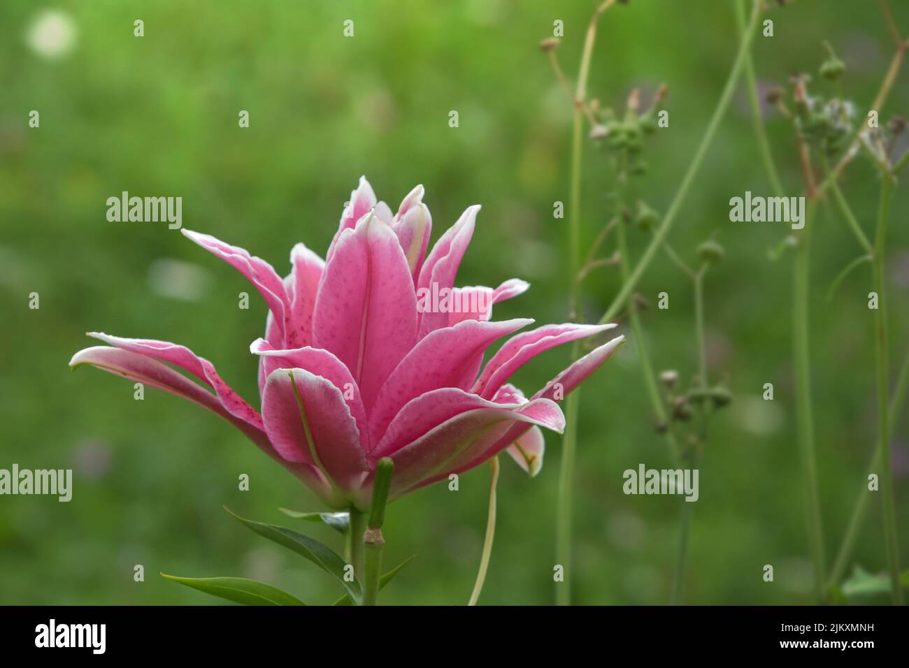 Un gros plan d'une belle fleur rose de Lily qui pousse dans le jardin Banque D'Images