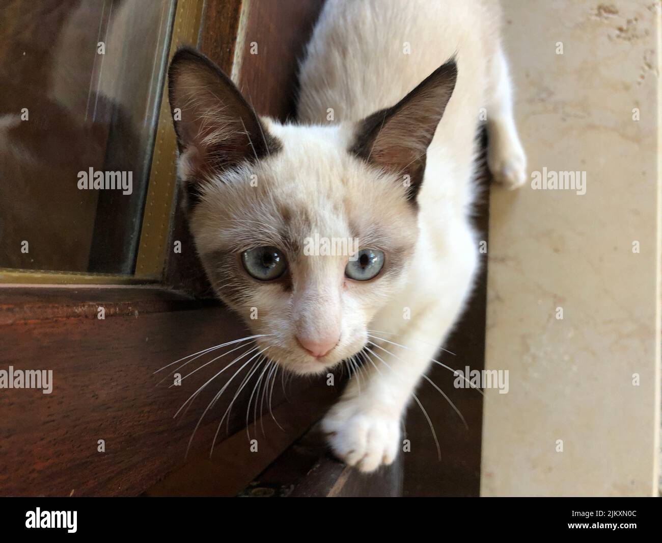Vue de dessus d'un chat mignon avec des yeux bleu clair approchant et regardant soigneusement l'appareil photo Banque D'Images