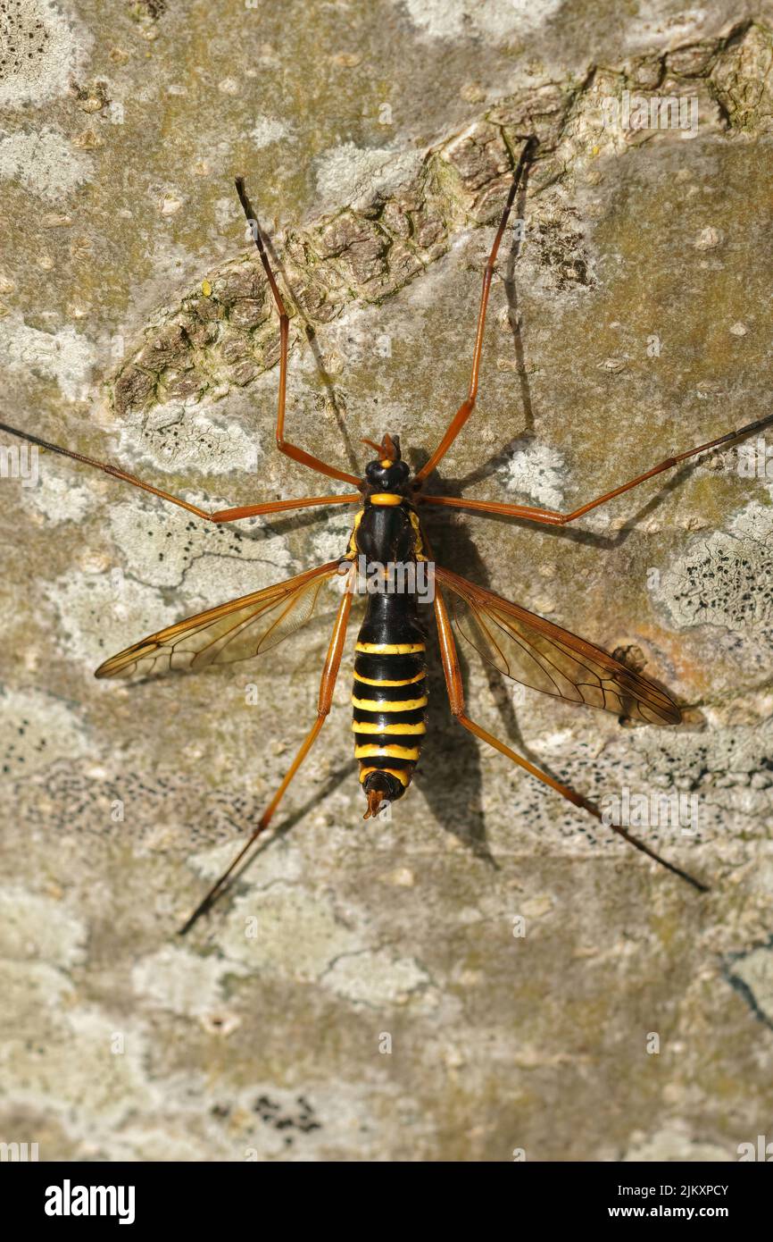 Gros plan sur la tête d'une mouche de grue assez grande et colorée, Ctenophora flaveolata, assis sur un tronc d'arbre, imitant une guêpe Banque D'Images