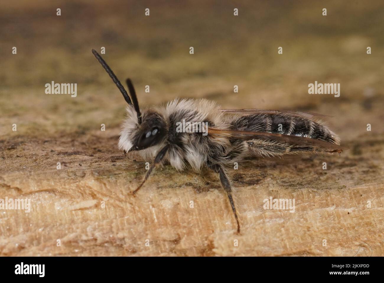 Gros plan sur le petit mâle blanc de l'abeille minière du bac à sable, Andrena barbilabris, assis sur du bois dans le champ Banque D'Images