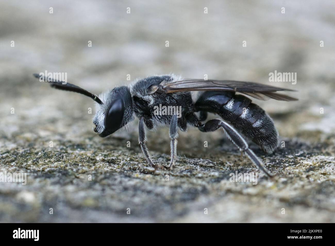 Gros plan sur une abeille mâle noir foncé, Lasioglossum cosulatum, qui se spécialise uniquement sur le pollen de Bellflowers, Campanula Banque D'Images