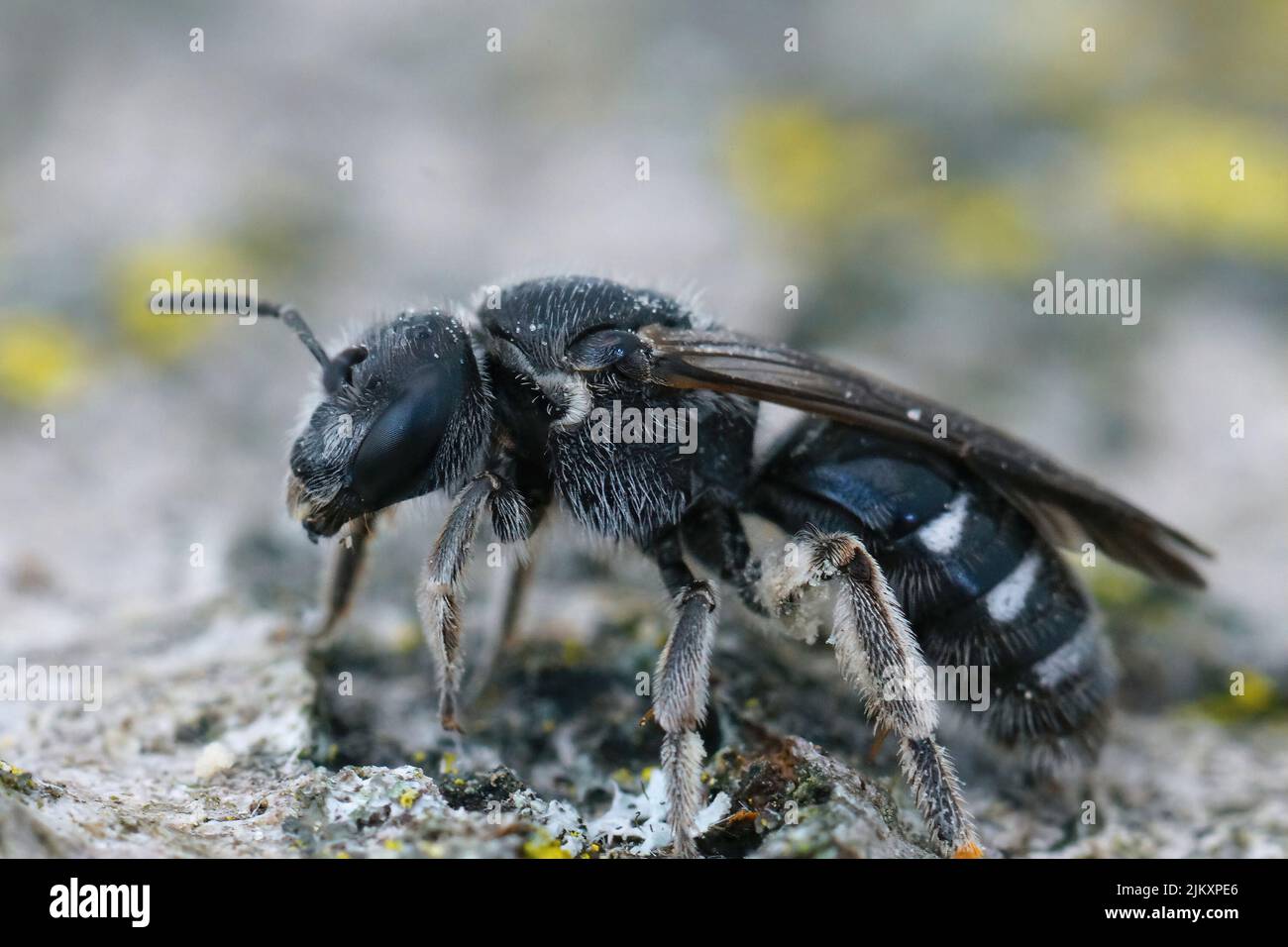 Gros plan sur une abeille femelle noir foncé, Lasioglossum cosulatum, qui se spécialise uniquement sur le pollen de Bellflowers, Campanula Banque D'Images