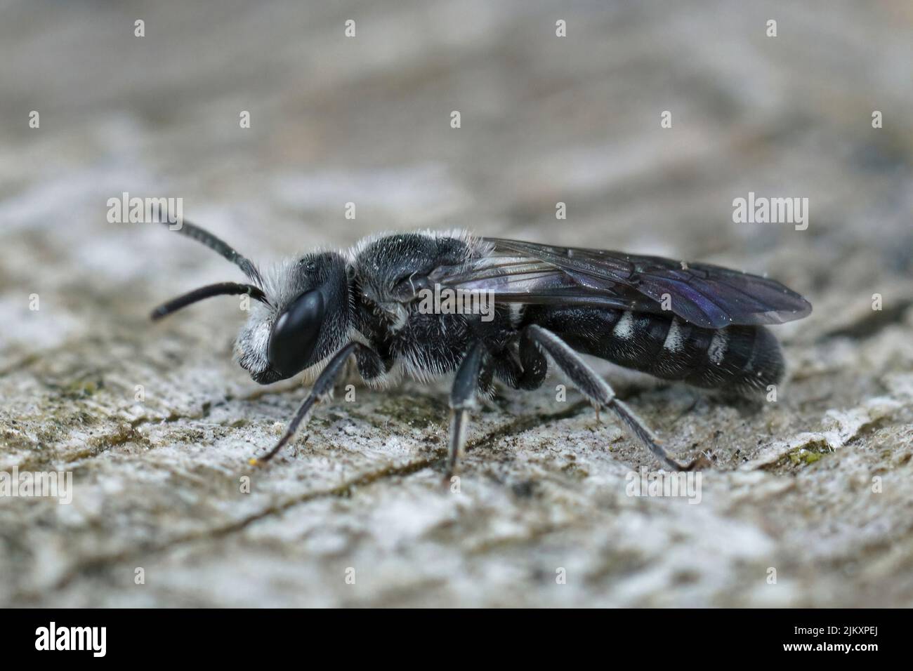 Gros plan sur une abeille mâle noir foncé, Lasioglossum cosulatum, qui se spécialise uniquement sur le pollen de Bellflowers, Campanula Banque D'Images