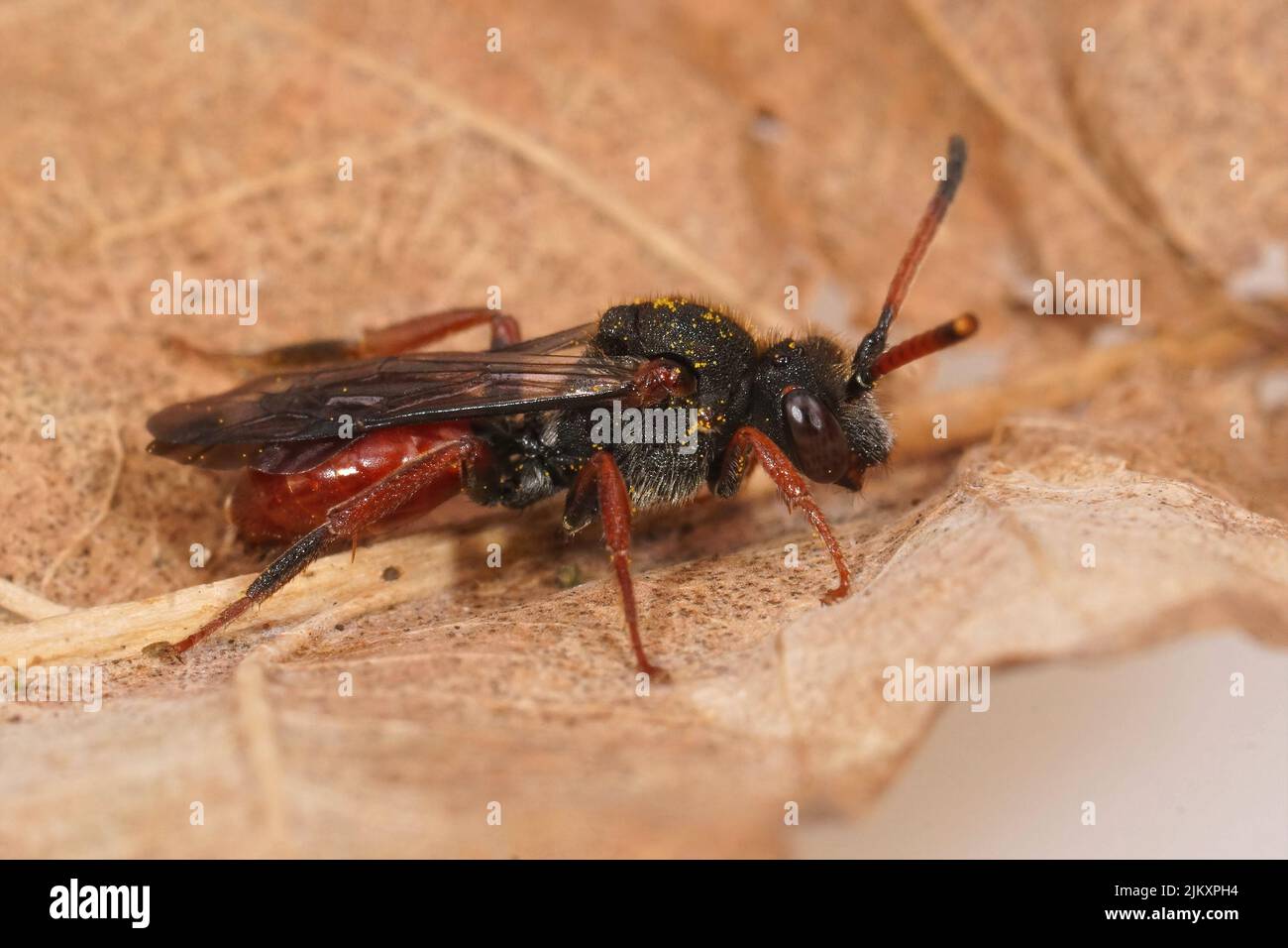 Gros plan sur la forme sombre de l'abeille nomade rouge colorée de Fabricacious, Nomada fabriciana, assise sur une feuille séchée Banque D'Images