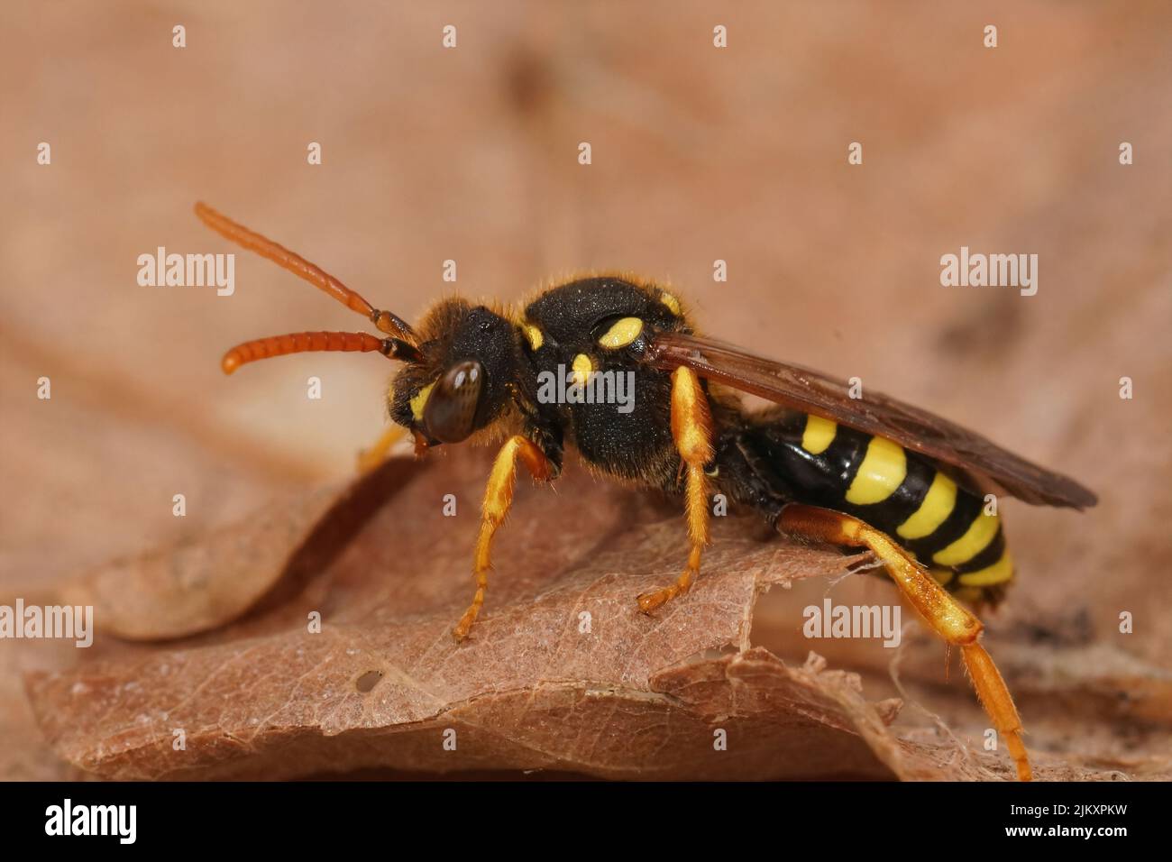 Gros plan sur une guêpe noire jaune colorée imitant l'abeille nomade de Gooden, Nomada goodeniana, assise sur une feuille séchée Banque D'Images