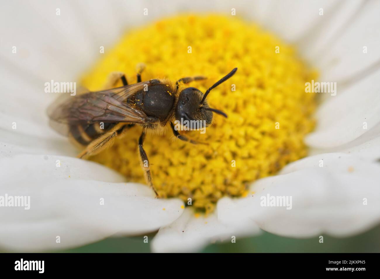 Ferme dorsale sur une petite abeille brune à grand sillon, Lasioglossum calceatum, assise sur une fleur blanche jaune dans le jardin Banque D'Images