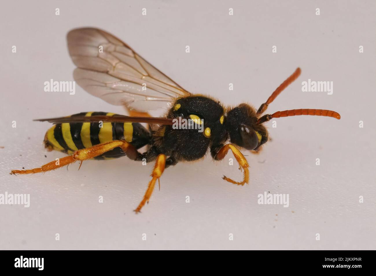 Gros plan latéral sur une abeille nomade noire et blanche de Gooden, Nomada goodeniana contre un fond blanc Banque D'Images