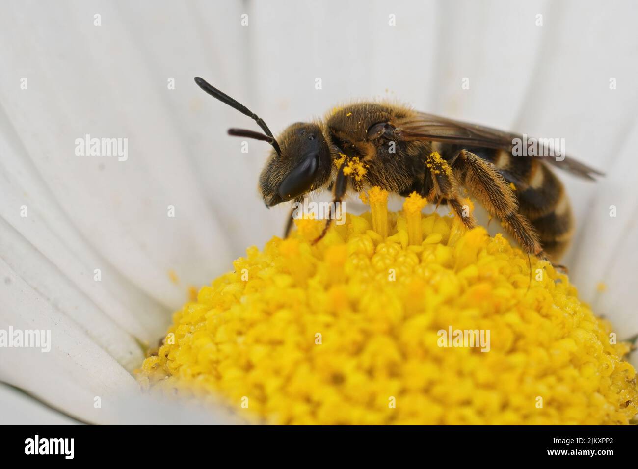 Gros plan sur une petite abeille brune à grand sillon, Lasioglossum calceatum, assise sur une fleur blanche jaune dans le jardin Banque D'Images