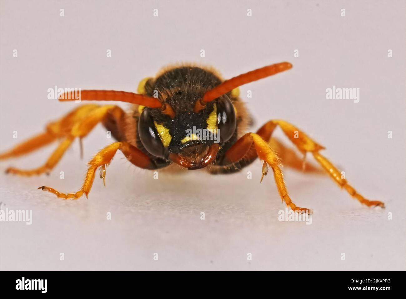 Gros plan du visage sur une abeille nomade noire et blanche de Gooden, Nomada goodeniana contre un fond blanc Banque D'Images