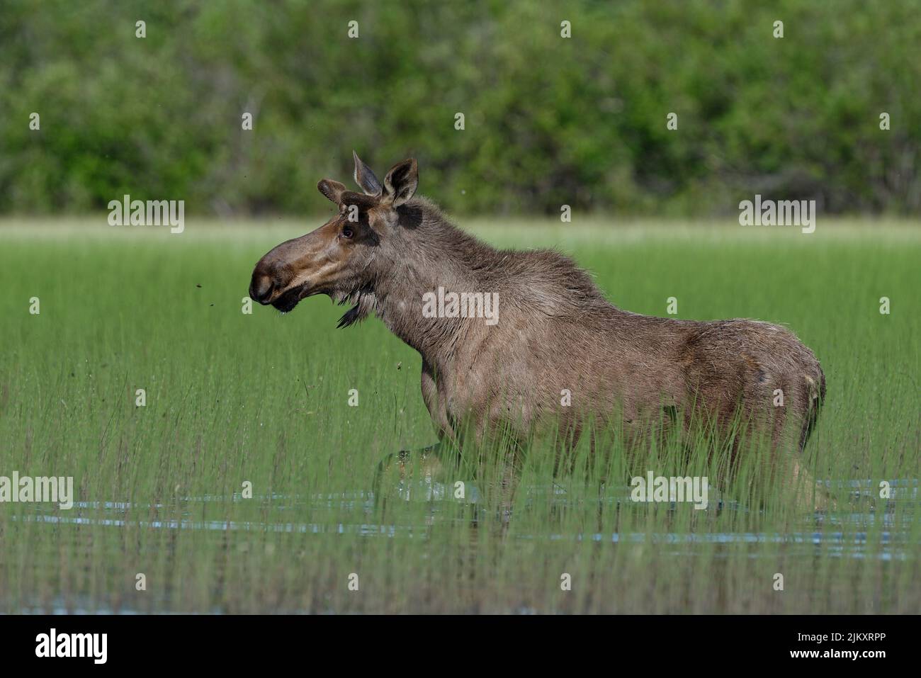 Young bull moose walking through water and weeds at McQueston Lake Yukon Banque D'Images