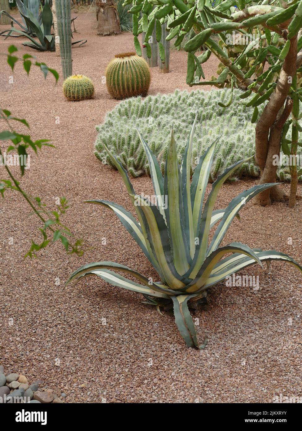 Une belle vue de différents types de cactus et de plantes qui poussent dans le jardin par une journée ensoleillée Banque D'Images