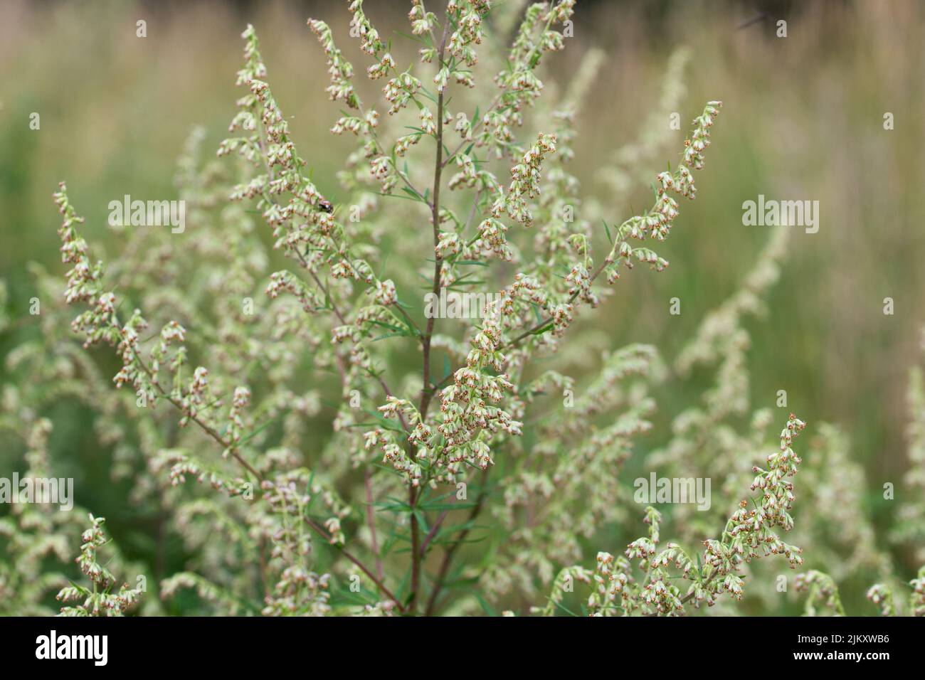 Artemisia vulgaris, fleurs de mugwort communes dans le pré gros plan foyer sélectif Banque D'Images
