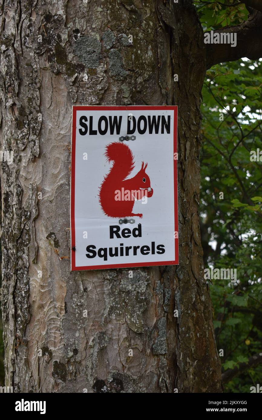 Panneau sur un arbre à Ullswater dans le district du lac: 'Bas, écureuils roux'. Banque D'Images