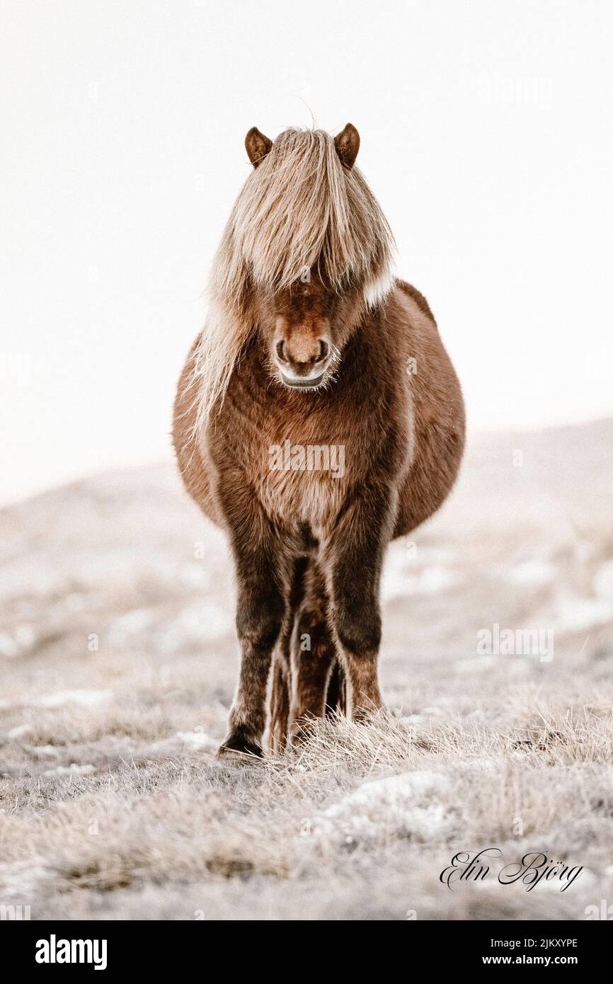 Superbe étalon islandais de couleur marron foncé avec une manie blanche Banque D'Images