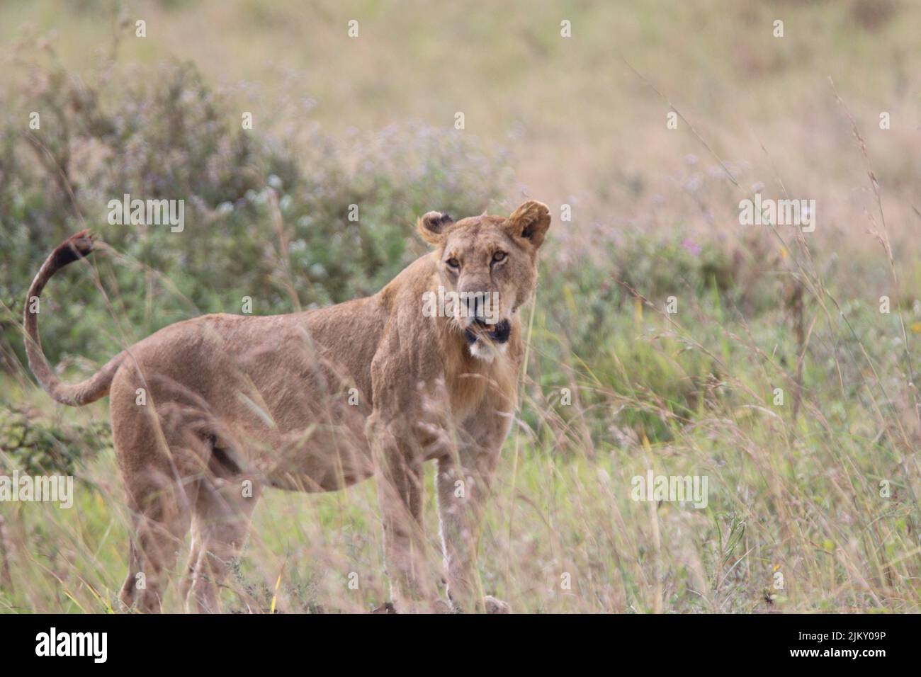 Un grand lion debout dans le safari à Nairobi, parc national Banque D'Images