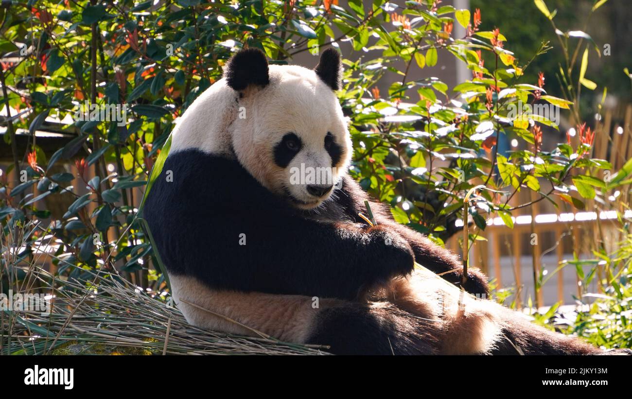 Le panda géant mange du bambou par temps ensoleillé Banque D'Images