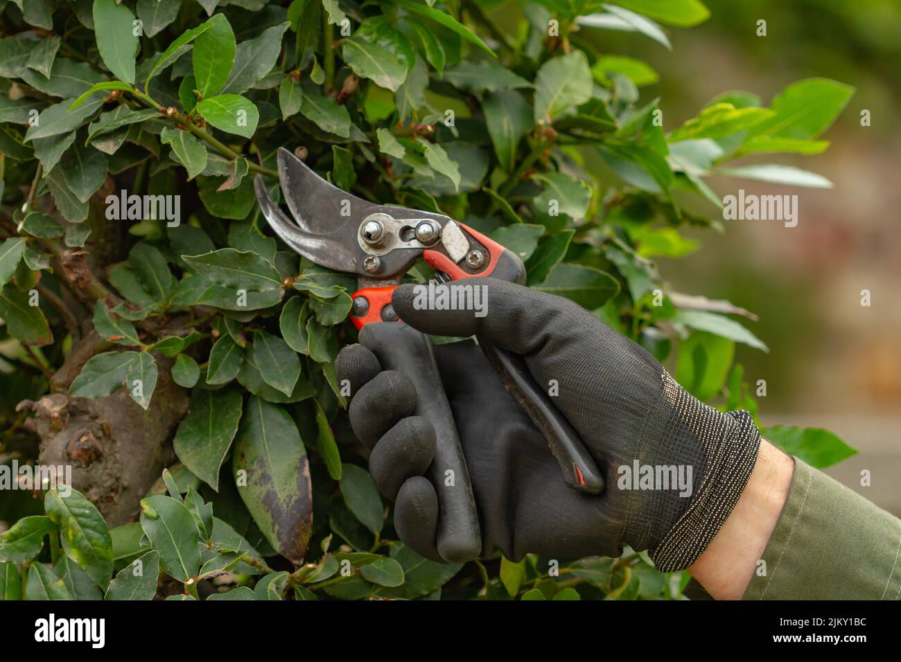 Jardinier non reconnaissable élaguer une haie avec des sécateurs, approche sélective des gants, concept de jardinage. Banque D'Images