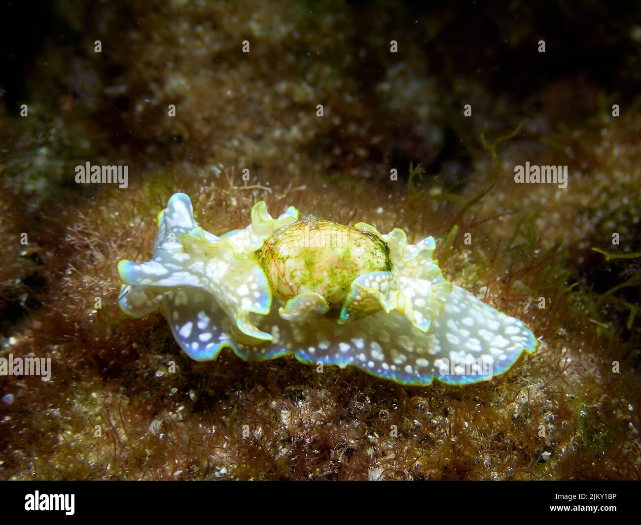 Gros plan d'un escargot de mer, Mini Melo (Micromelo undatus) rampant dans l'eau peu profonde. Faune marine à El Hierro, îles Canaries. Banque D'Images