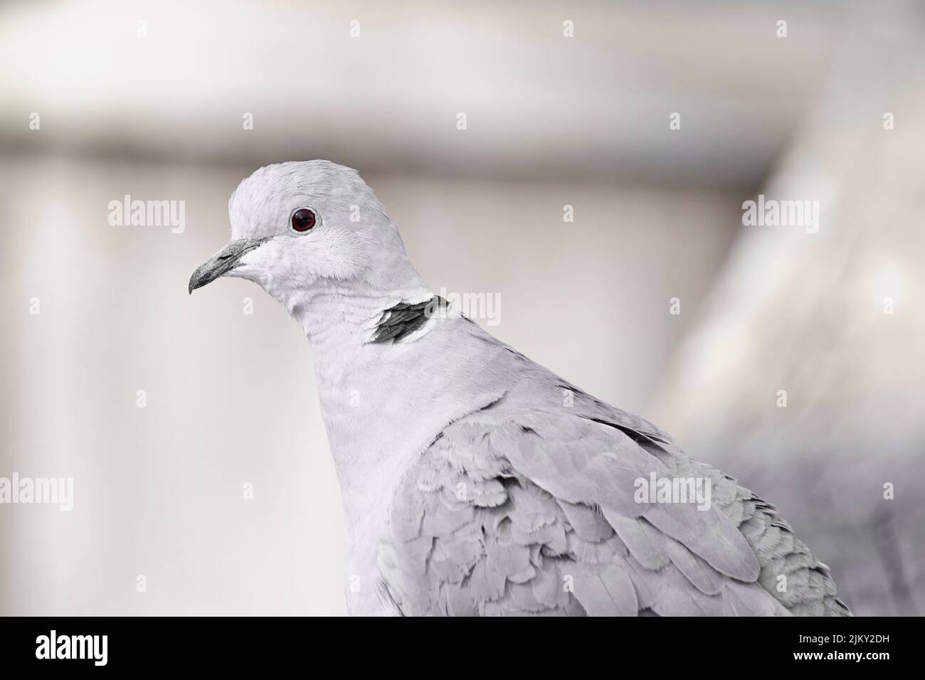 Une belle photo d'une colombe à col eurasien Banque D'Images