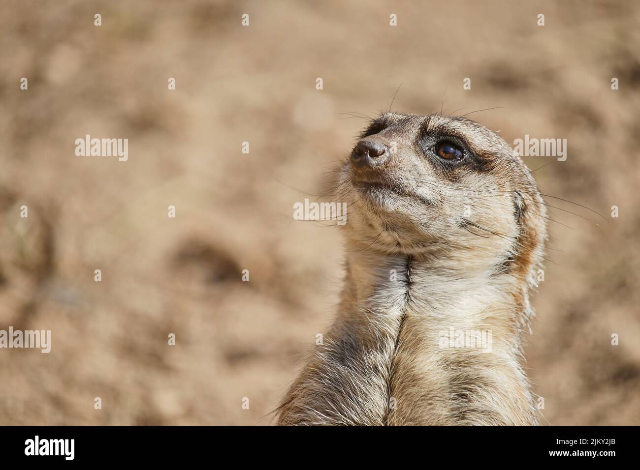 Une belle photo d'un mignon meerkat Banque D'Images