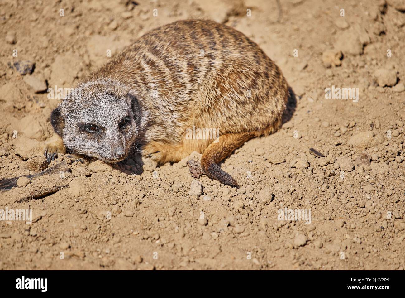 Une belle photo d'un mignon meerkat Banque D'Images