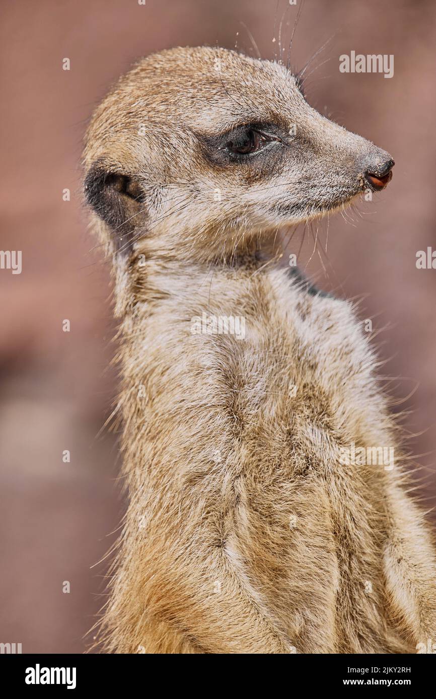Une belle photo d'un mignon meerkat Banque D'Images