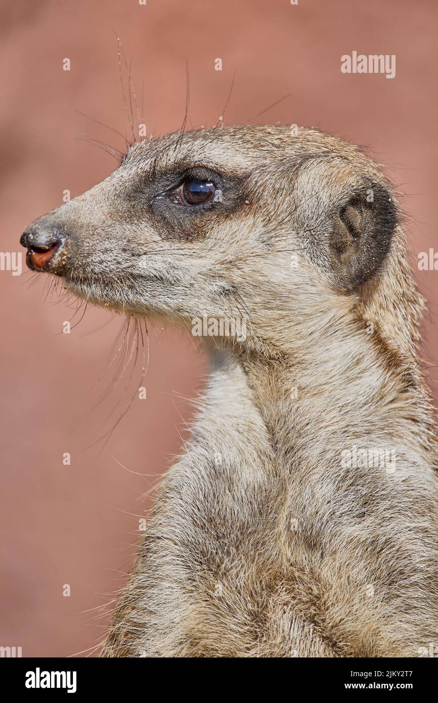 Une belle photo d'un mignon meerkat Banque D'Images