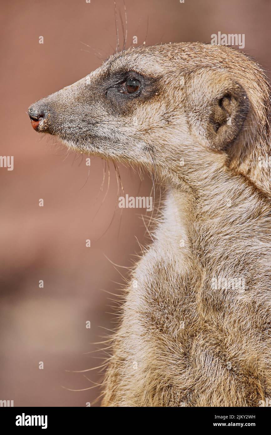 Une belle photo d'un mignon meerkat Banque D'Images